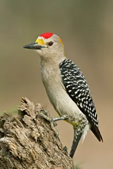 Melanerpes: Golden-fronted Woodpecker (Melanerpes aurifrons)