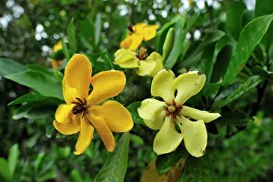 Carinata: Golden Gardenia