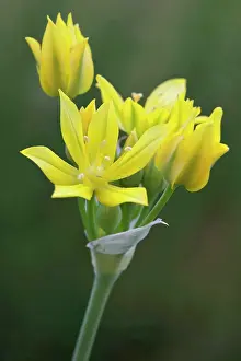 Onion: Golden Garlic, Allium moly, Yellow flowers opening to show s