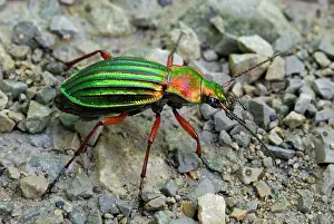 Carabus: Golden Ground Beetle