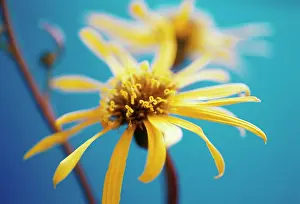 Groundsel: Golden Groundsel