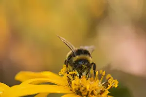 Stamen: Golden groundsel, Ligularia dentata Desdemona