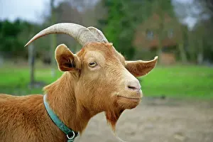 Guernsey: Golden Guernsey Goat