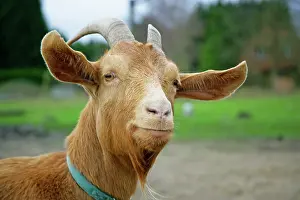 Guernsey: Golden Guernsey Goat