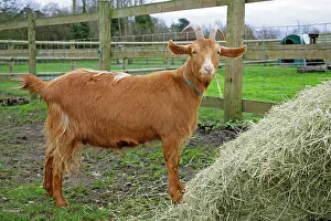 Guernsey: Golden Guernsey Goat eating hay