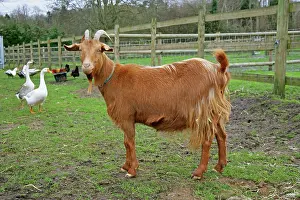 Guernsey: Golden Guernsey Goat in farm yard