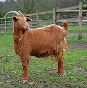 Guernsey: Golden Guernsey Goat in farm yard