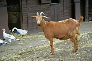 Guernsey: Golden Guernsey Goat in farm yard