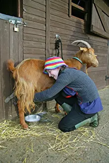 Guernsey: Golden Guernsey Goat in farm yard being milked