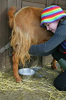 Guernsey: Golden Guernsey Goat in farm yard being milked