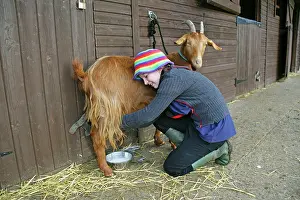 Guernsey: Golden Guernsey Goat in farm yard being milked