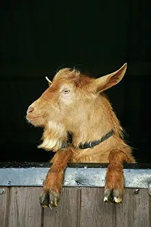 Guernsey: Golden Guernsey Goat looking over stable door
