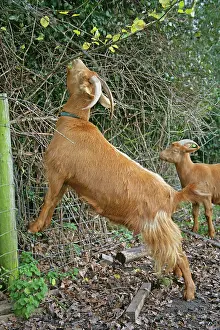 Guernsey: Golden Guernsey Goat stretching up to eat leaves