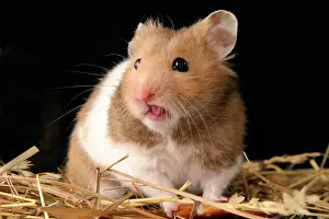 Hamsters: Golden hamster