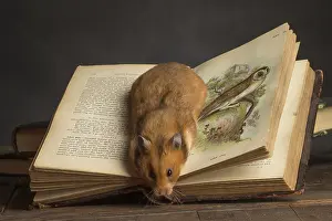 Books: Golden Hamster under a book