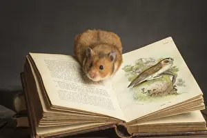 Books: Golden Hamster under a book