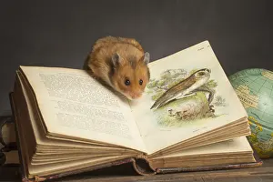 Books: Golden Hamster under a book