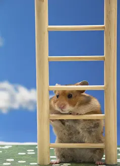 Hamsters: Golden Hamster climbing a ladder