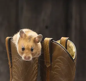 Hamsters: Golden Hamster with cowboy boots