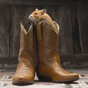 Hamsters: Golden Hamster with cowboy boots