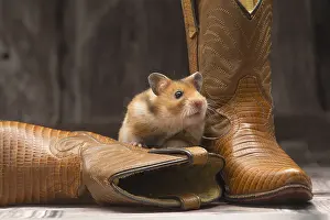 Hamsters: Golden Hamster with cowboy boots