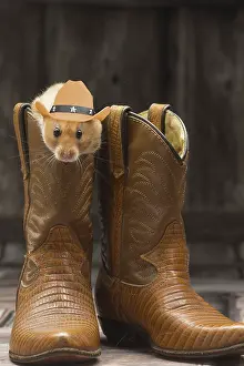 250619: Golden Hamster in cowboy boots wearing cowboy hat