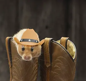 250619: Golden Hamster in cowboy boots wearing cowboy hat