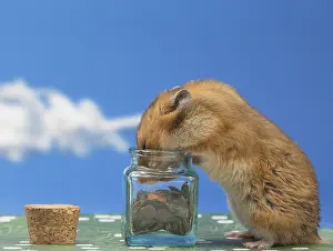 Hamsters: Golden Hamster eating chocolate
