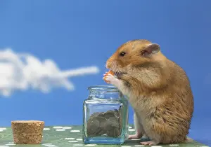 Hamsters: Golden Hamster eating chocolate
