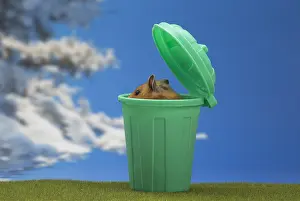 Hamsters: Golden Hamster in a green dustbin