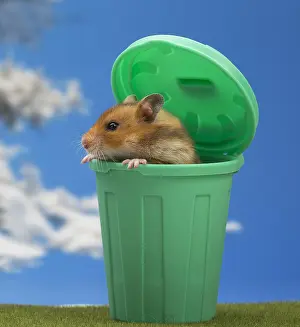 Hamsters: Golden Hamster in a green dustbin