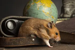 Binoculars: Golden Hamster hiding on a desk