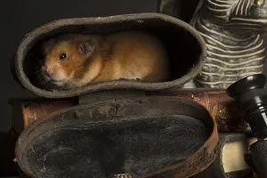 Binoculars: Golden Hamster hiding on a desk