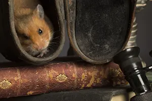 Binoculars: Golden Hamster hiding on a desk
