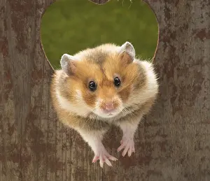 Hamsters: Golden Hamster looking through a heart shaped hole