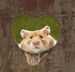 Hamsters: Golden Hamster looking through a heart shaped hole