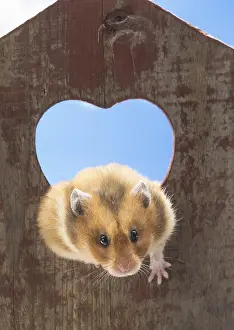 Hamsters: Golden Hamster looking through a heart shaped hole