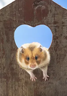 Hamsters: Golden Hamster looking through a heart shaped hole