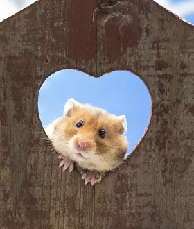 Hamsters: Golden Hamster looking through a heart shaped hole