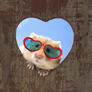 Hamsters: Golden Hamster looking through a heart shaped hole