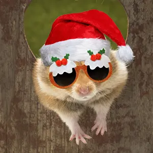 040718: Golden Hamster looking through a hole wearing Christmas