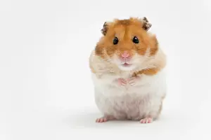 Mesocricetus: Golden hamster (Mesocricetus auratus)