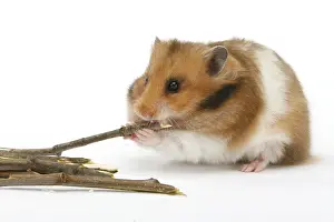 Hamsters: Golden hamster (Mesocricetus auratus) eats twigs