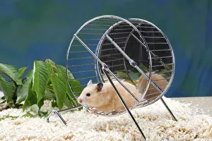 Hamsters: Golden Hamster (Mesocricetus auratus) in hamster wheel