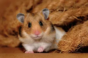Rope: Golden hamster (Mesocricetus auratus), sits between