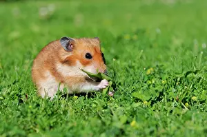 Hamster: Golden hamster (Mesocricetus auratus), sits in meadow