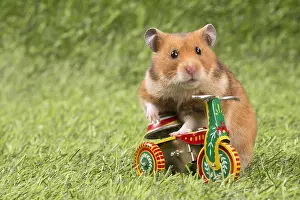 Bicycles: Golden Hamster playing in the garden