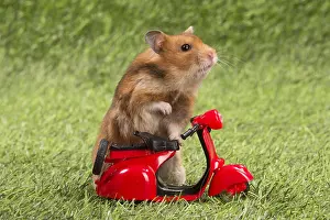 Motorcycle: Golden Hamster playing in the garden