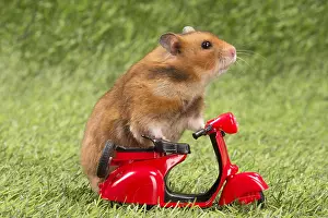Motorcycle: Golden Hamster playing in the garden