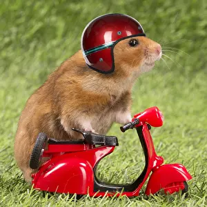 Motorcycle: Golden Hamster riding a red motorcycke and wearing a helmet